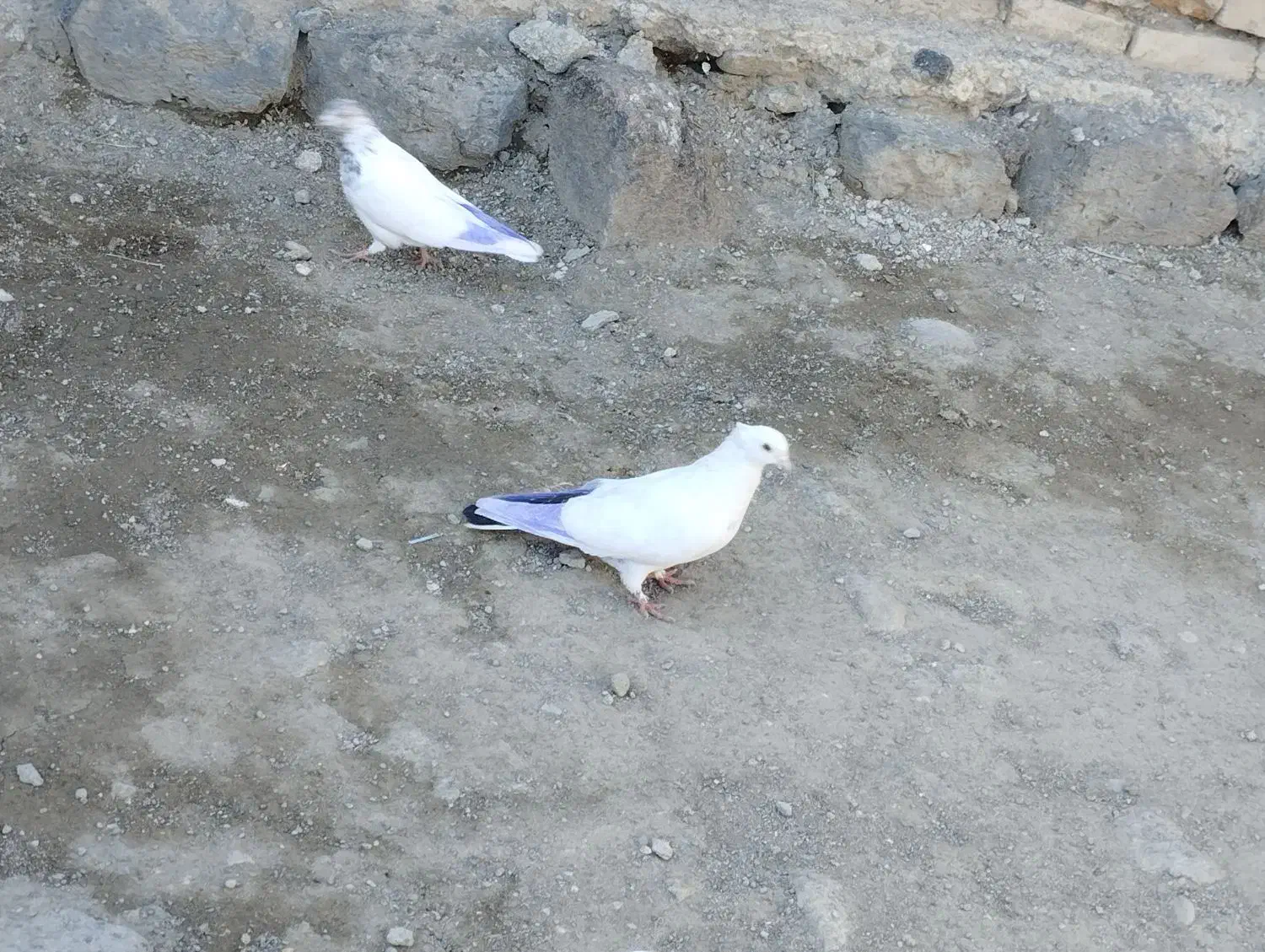 کبوتر|پرنده|اردبیل, |دیوار