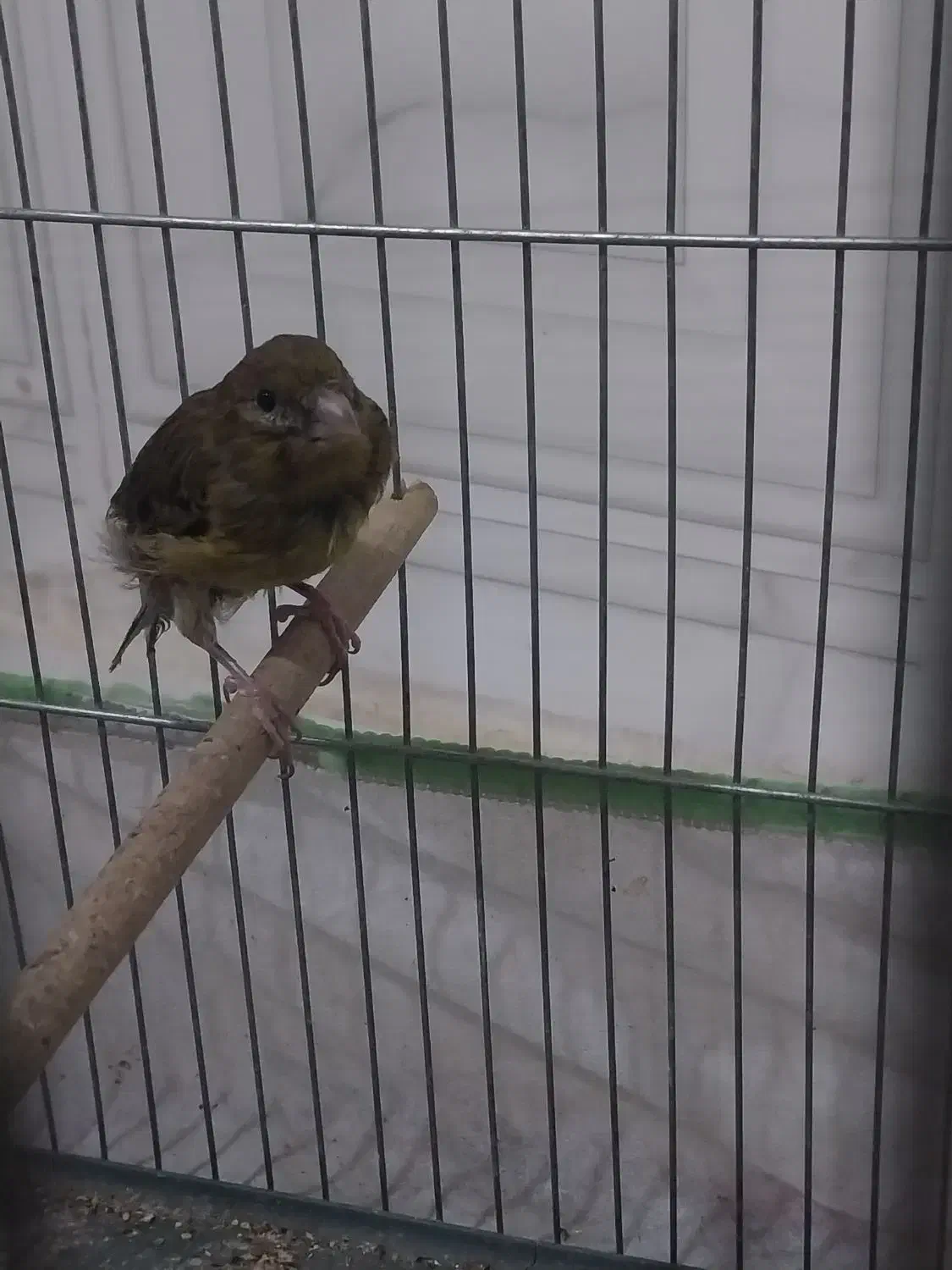 قناری ماده سبز|پرنده|کرمان, |دیوار