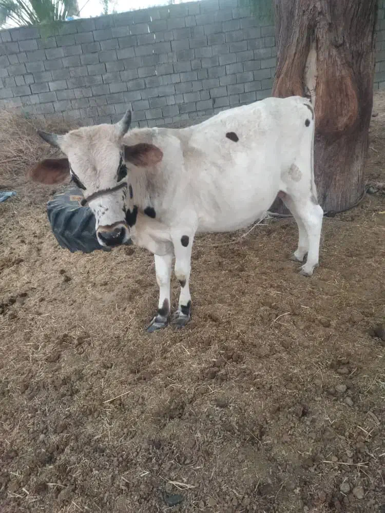 یک عدد نرگاو بزرگ بایک گوساله نر|حیوانات مزرعه|بلوک, |دیوار