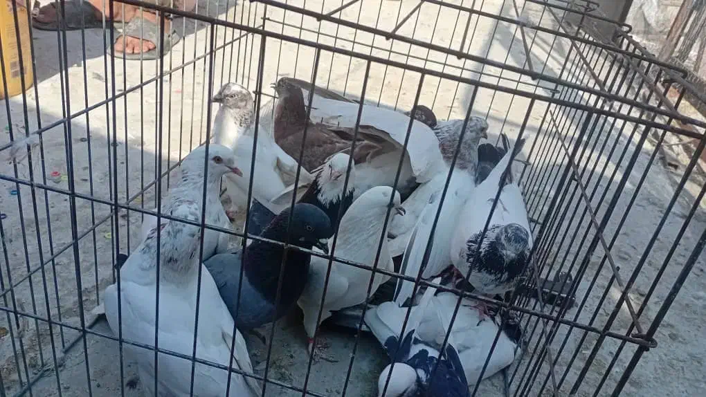 کفتر|پرنده|بندرعباس, |دیوار