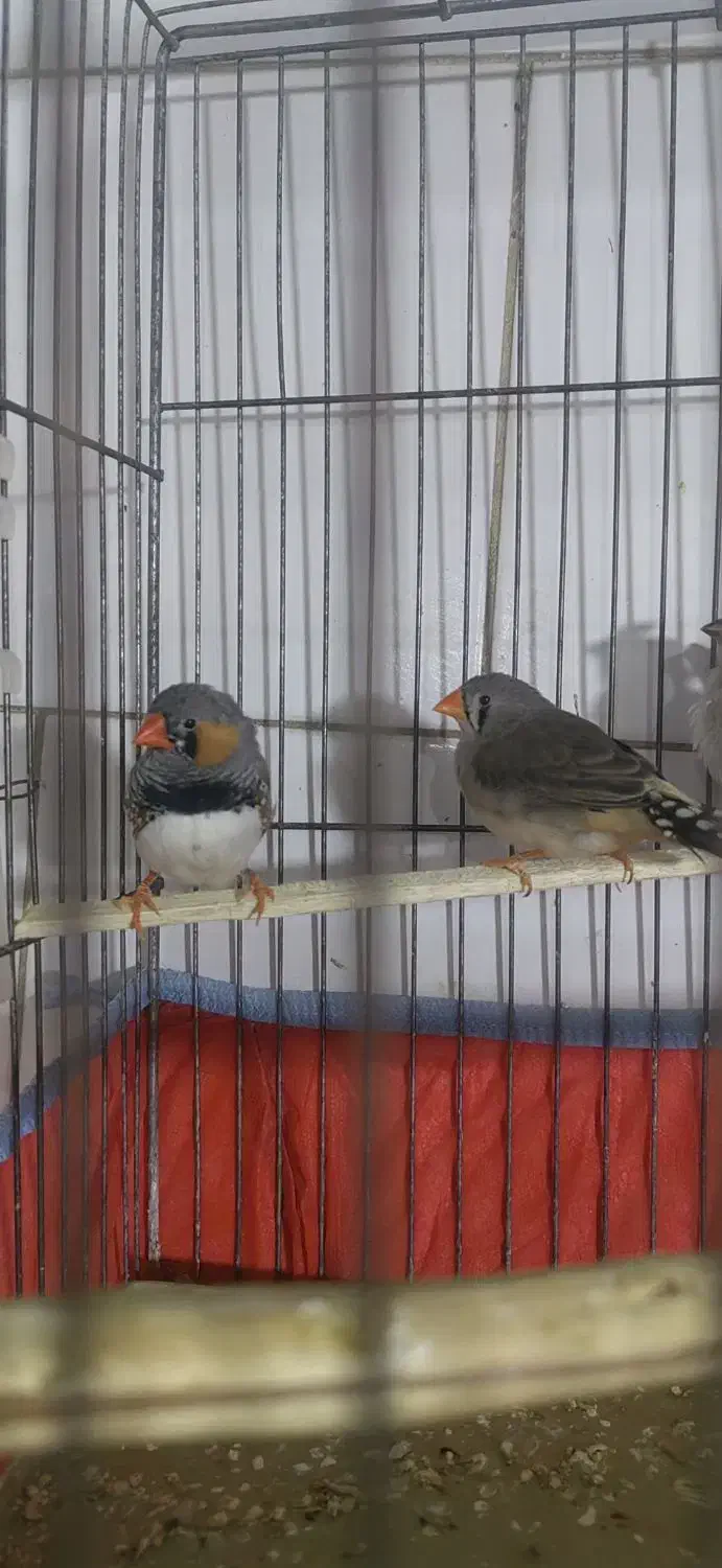 فنچ|پرنده|قزوین, |دیوار