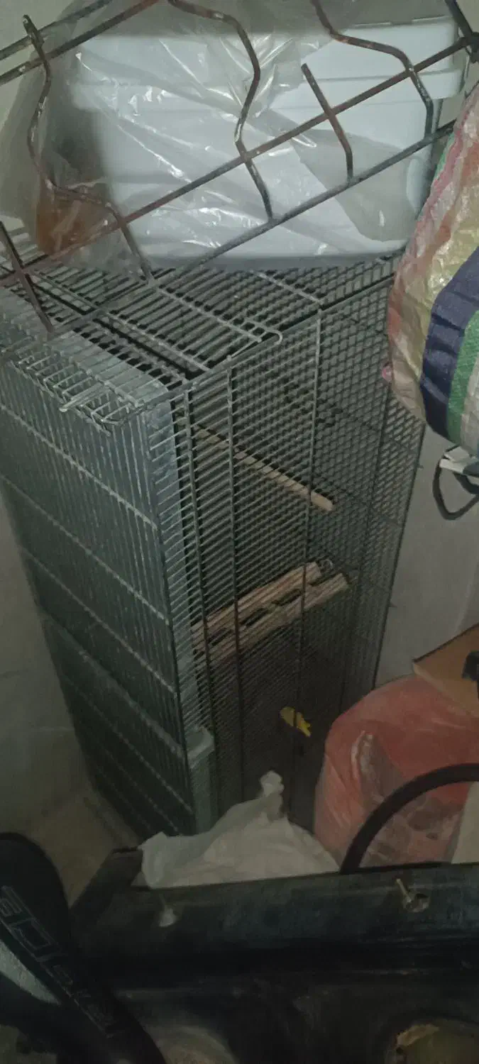 قفس پرنده|لوازم جانبی حیوانات|هشتگرد, فاز ۱ مهستان|دیوار