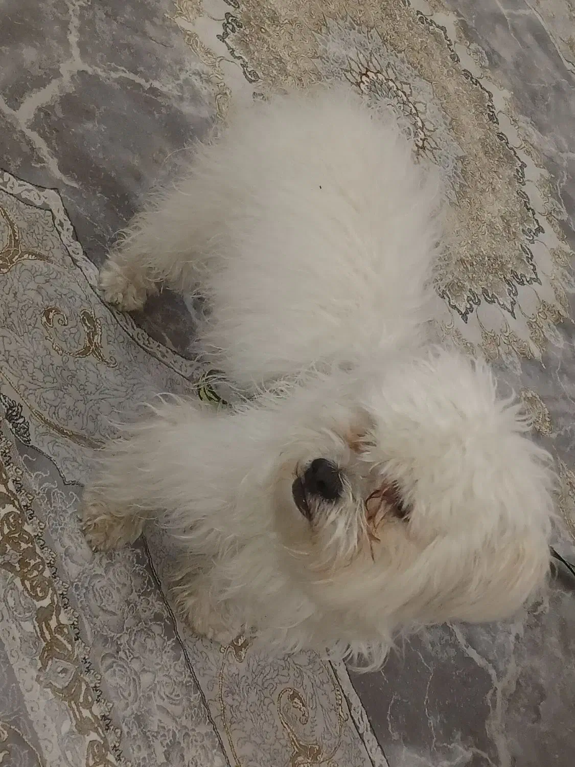 واگذاری سگ شیتزو|سگ|اسلام‌شهر, شهرک قائمیه|دیوار