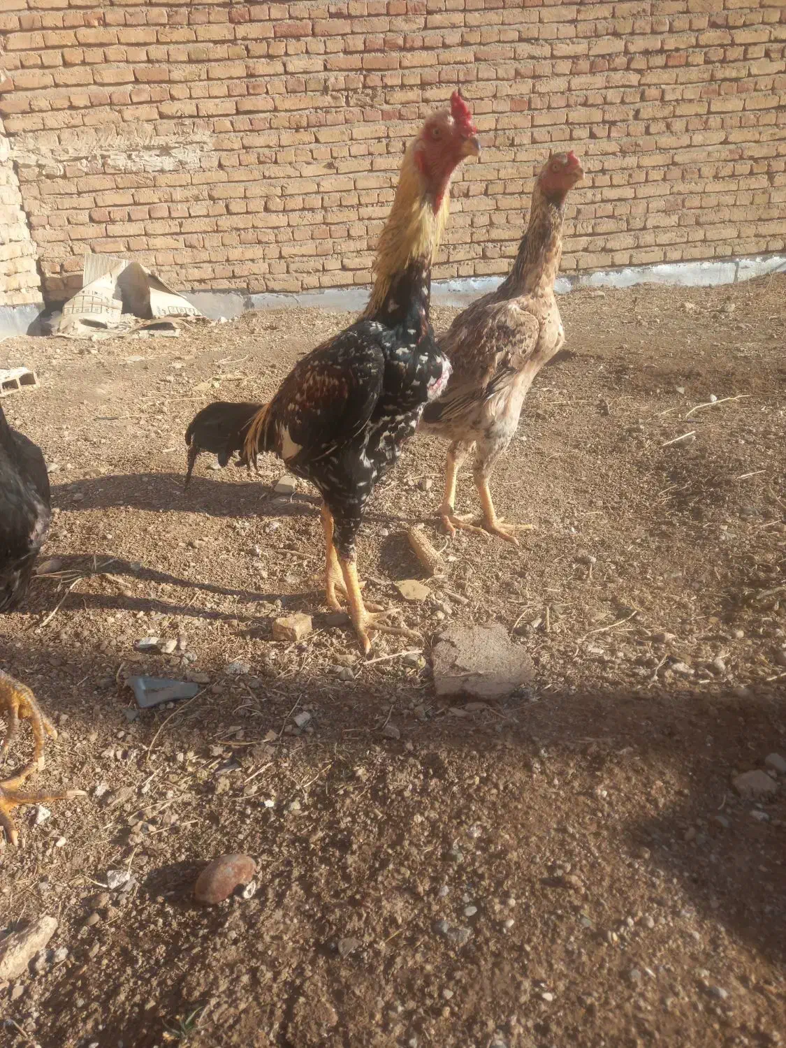 خروس لاری|حیوانات مزرعه|اهر, |دیوار