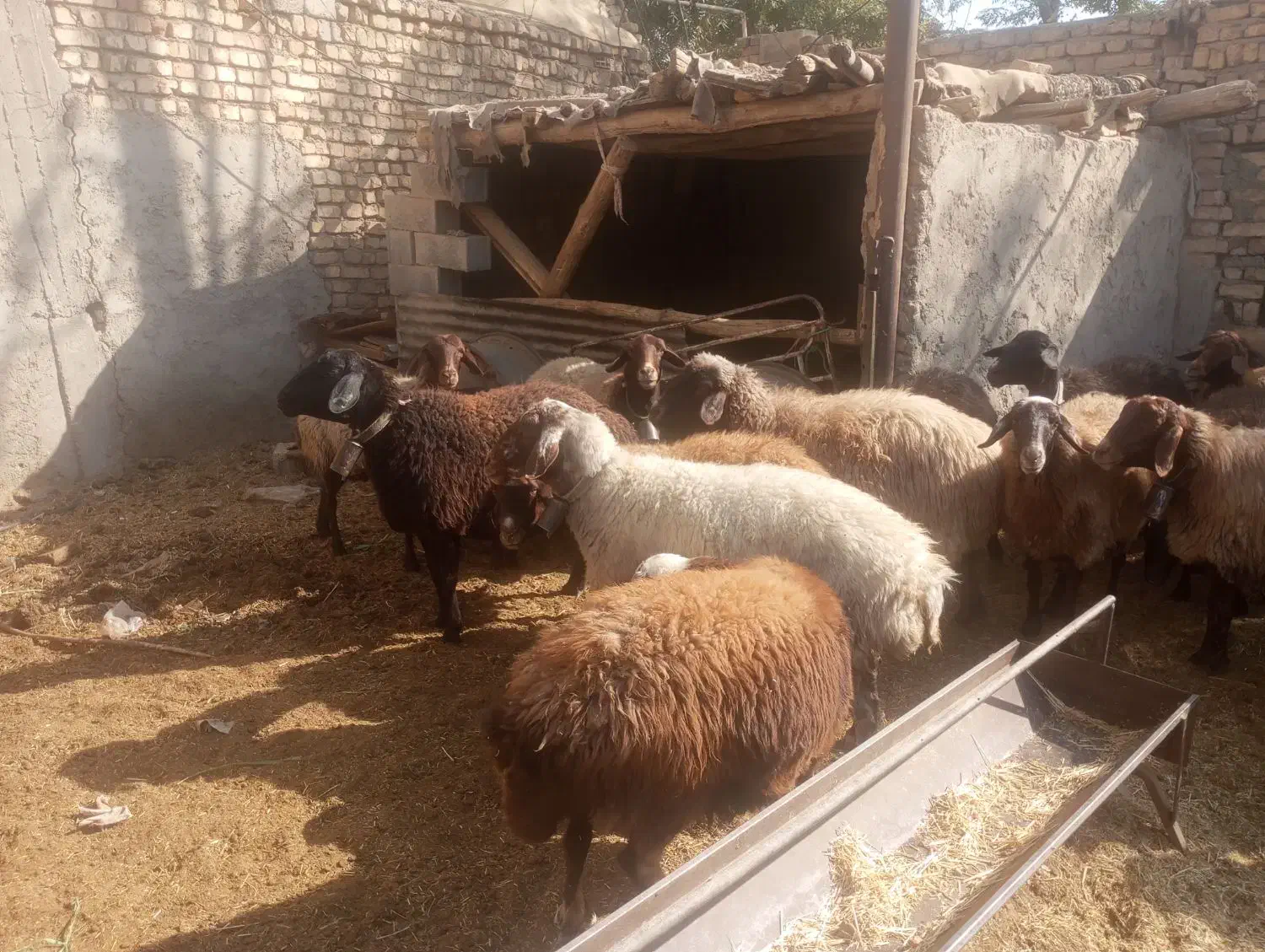 30راس شیشک ابستن رومایه|حیوانات مزرعه|ابریشم, |دیوار