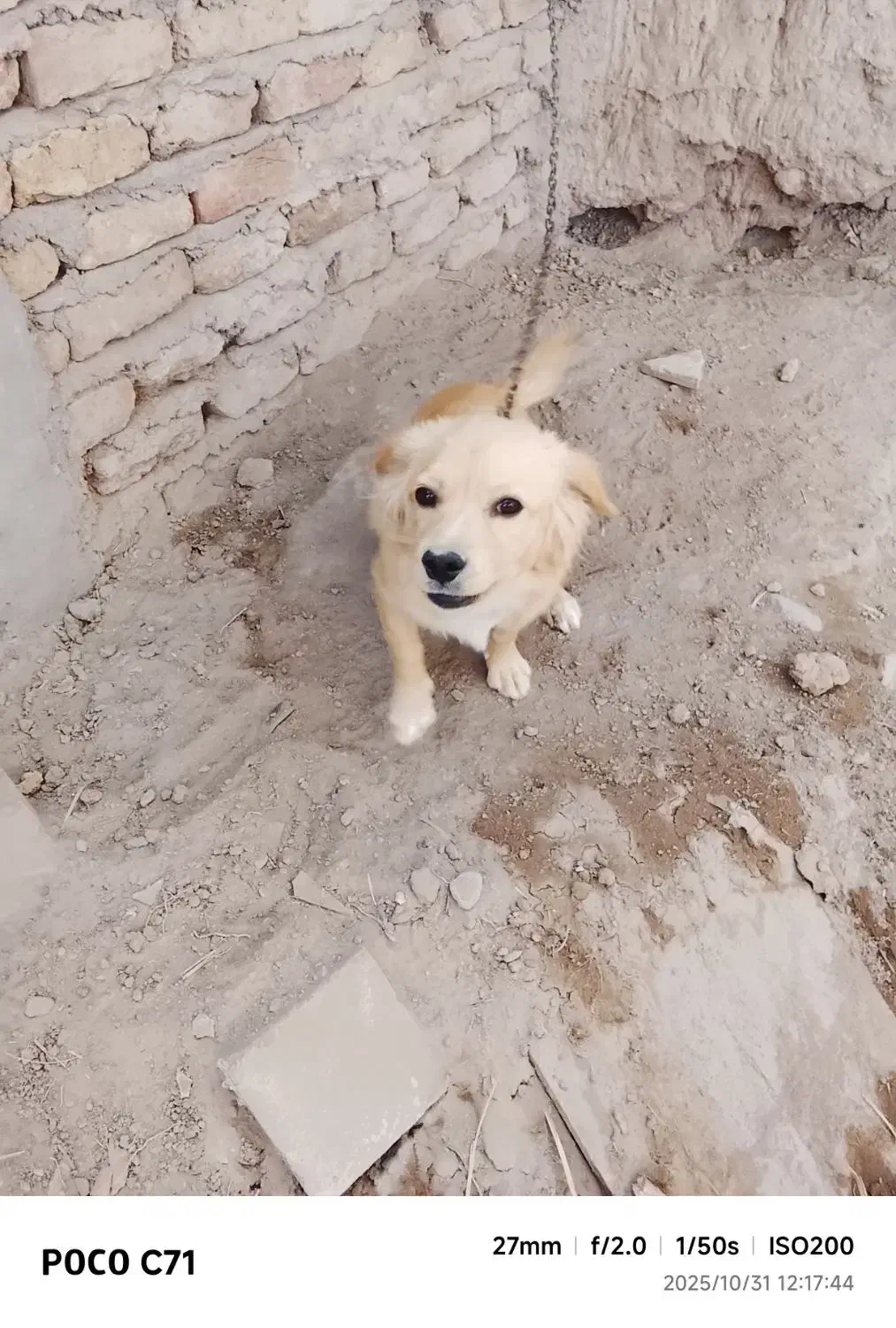 سگ پاکوتاه|سگ|نرماشیر, |دیوار