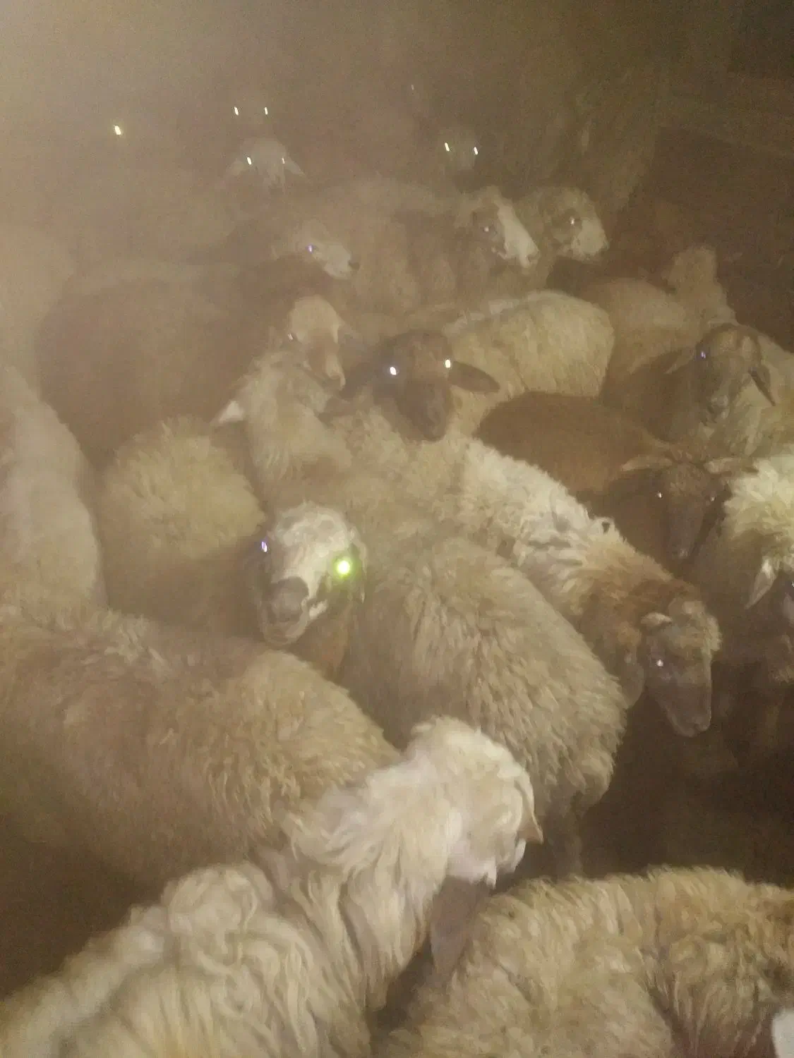 ۵۰ رس بره نر بفروش میرسد|حیوانات مزرعه|تالش, تالش|دیوار