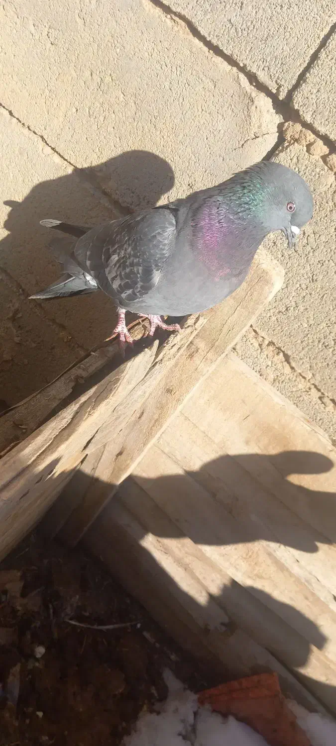 کبوتر های گمشده|حیوانات|لیلان, |دیوار