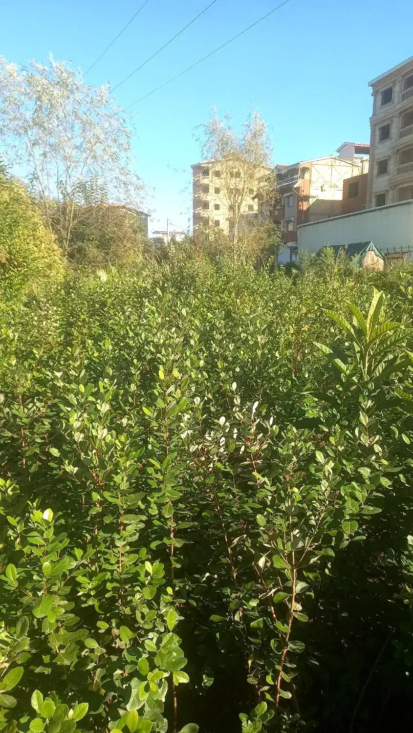 فوجی و گوآوا|خدمات باغبانی و درختکاری|آستارا, |دیوار