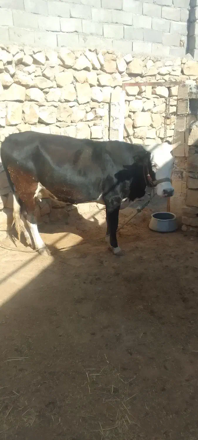 گاو وگوساله|حیوانات مزرعه|کوهدشت, |دیوار