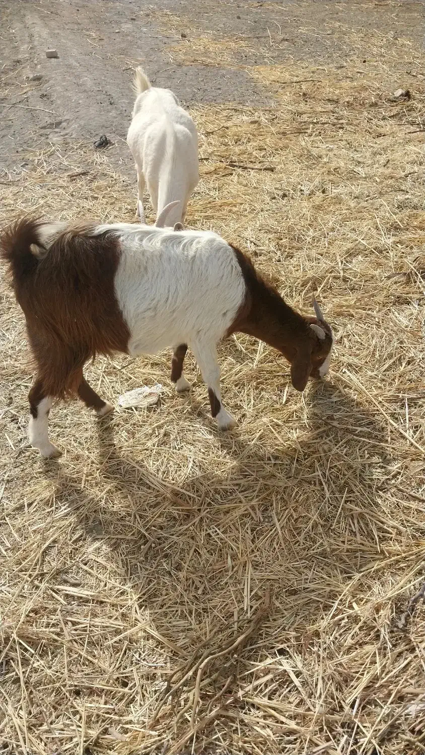 گوسفند|حیوانات مزرعه|قائن, |دیوار