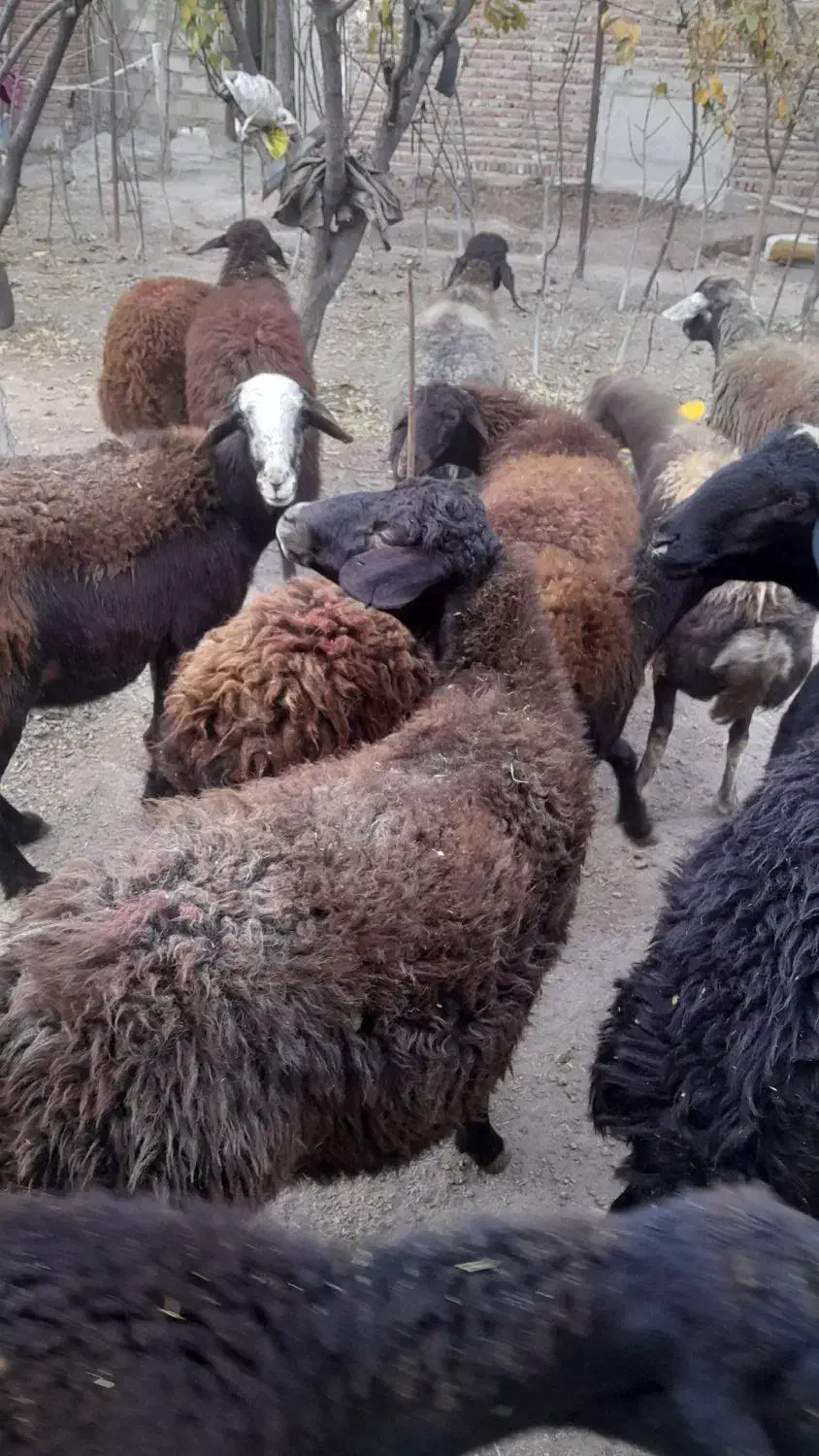 گوسفند افشار|حیوانات مزرعه|اسکو, |دیوار