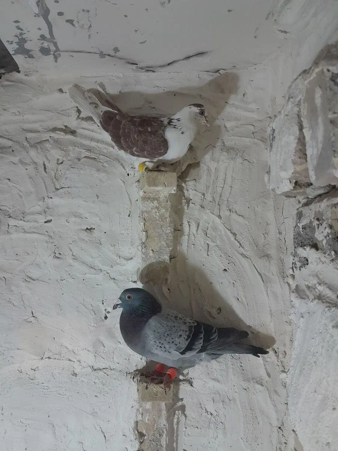 کفتر|پرنده|تربت جام, والفجر|دیوار