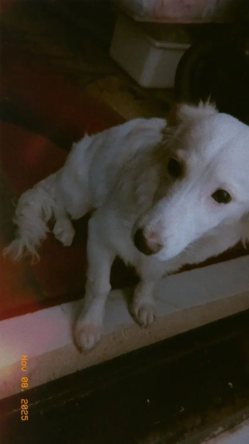 فروش سگ|سگ|مشهد, امیرآباد|دیوار