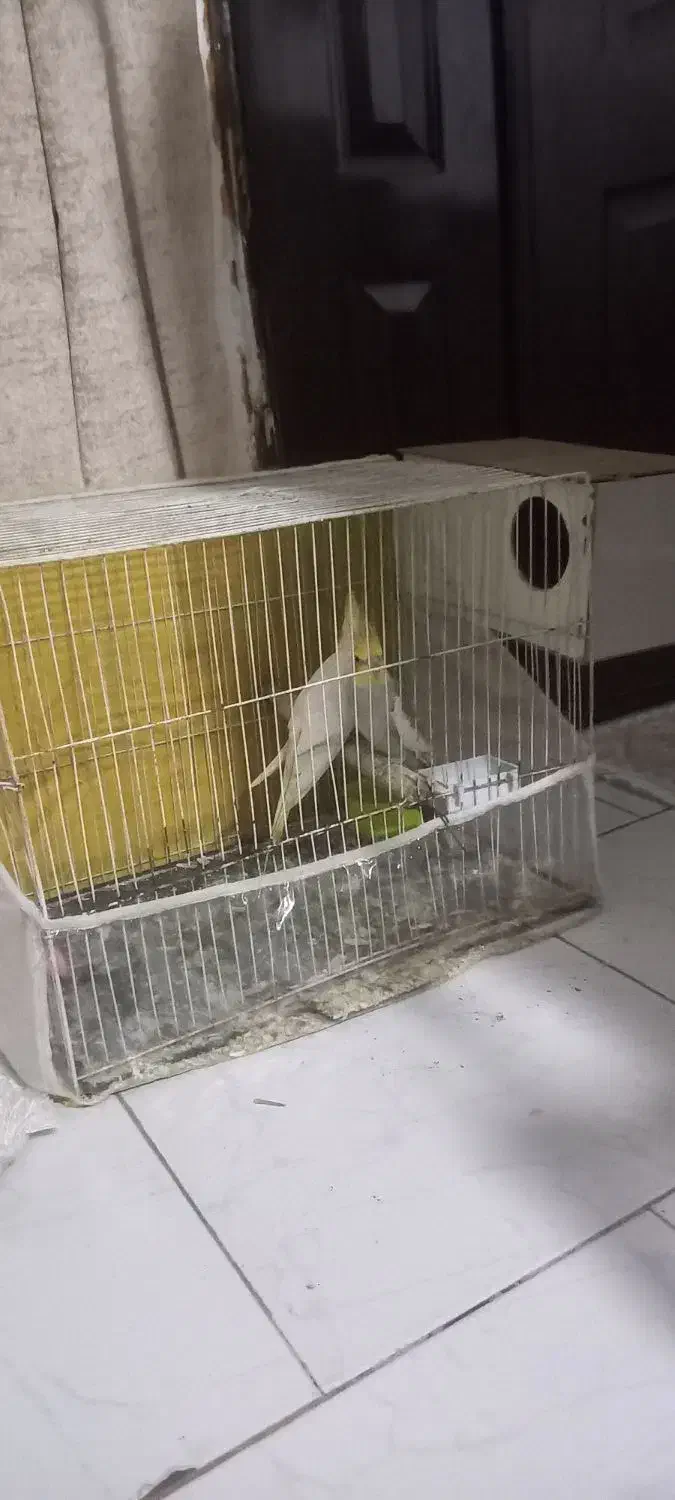 عروس هلندی|پرنده|مشهد, شهید قربانی|دیوار