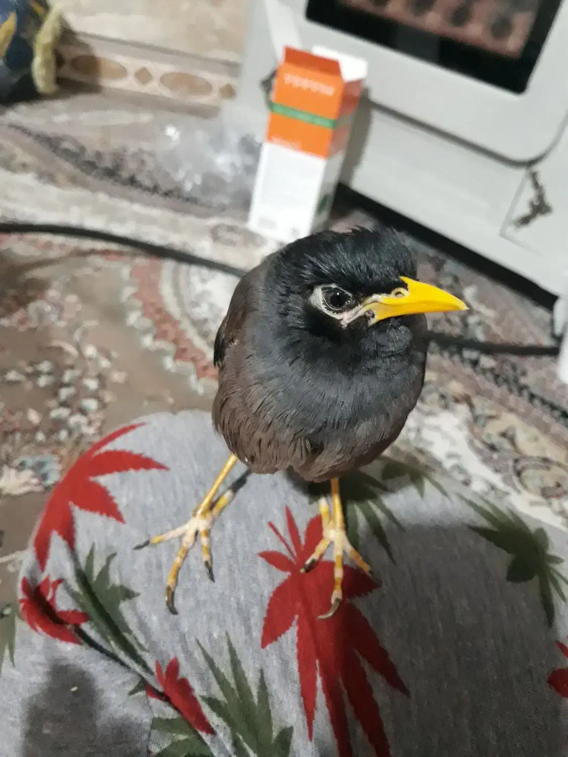 مرغ مینادستی ومرغ عشق وفنچ|پرنده|دوگنبدان, |دیوار