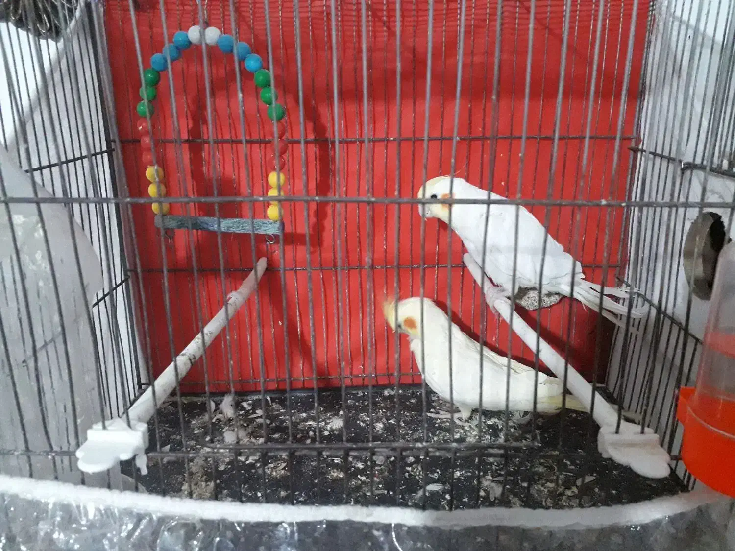 عروس هلندی|پرنده|چناران, |دیوار