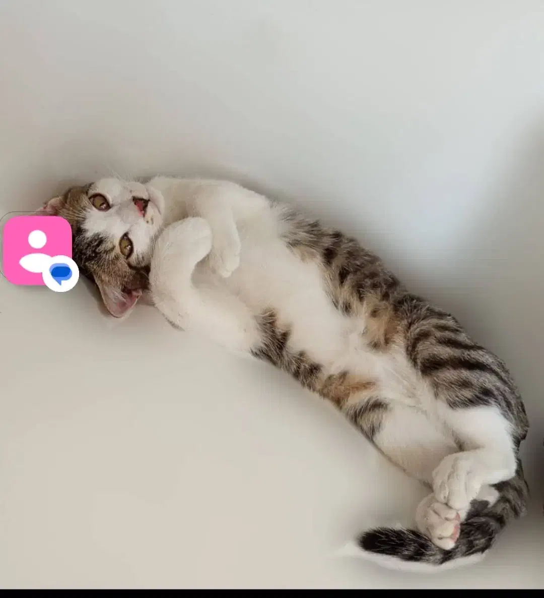 واگزازی گربه خانگی|گربه|کامیاران, |دیوار