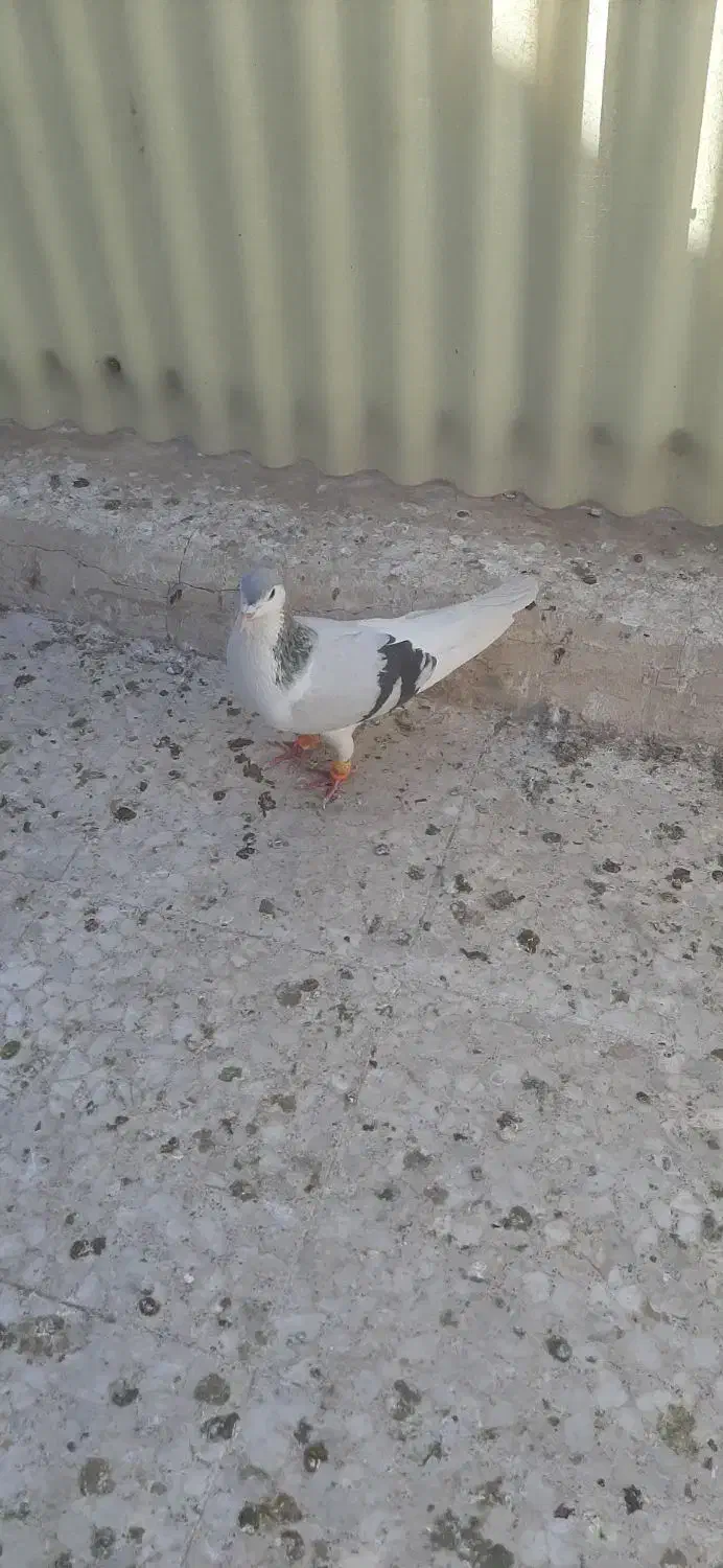 کفتر ۴۰۰|پرنده|قم, ژاندارمها|دیوار