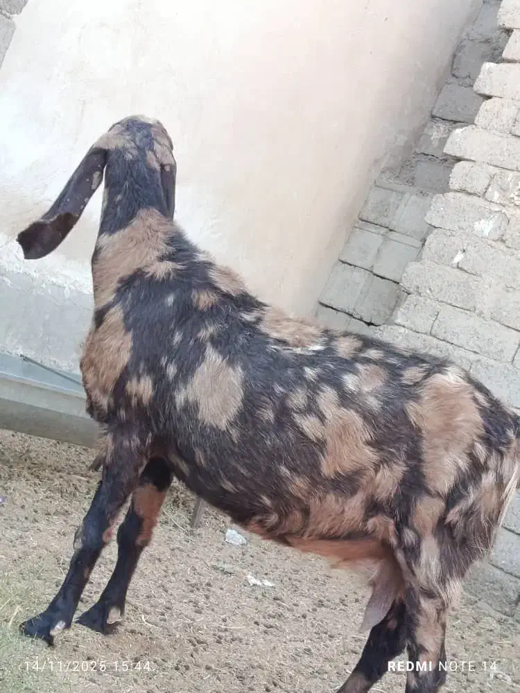 تکشاد گلابی اصل با پلنگی و کاموری|حیوانات مزرعه|هامون, |دیوار