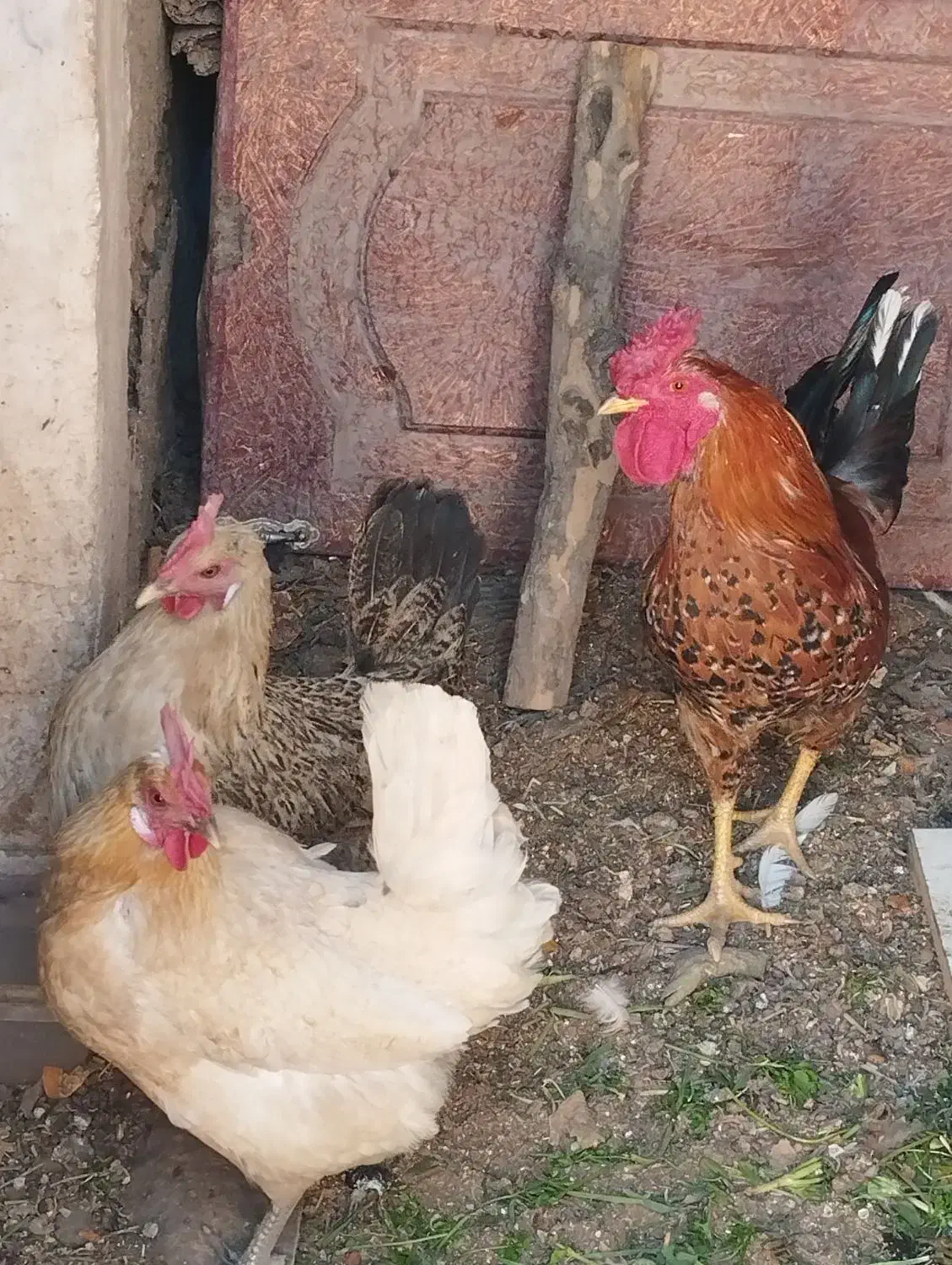 مرغ وخروس|حیوانات مزرعه|زرند, |دیوار