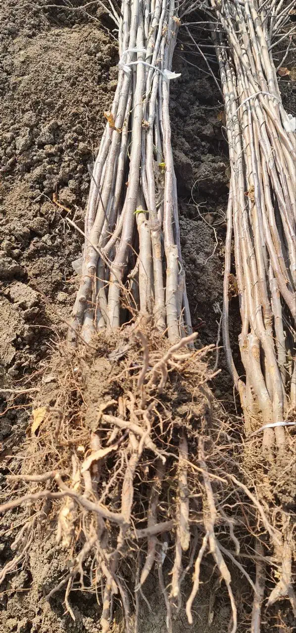 نهال سیب مالینگ زودبارده و پربازده|خدمات باغبانی و درختکاری|سردشت, |دیوار