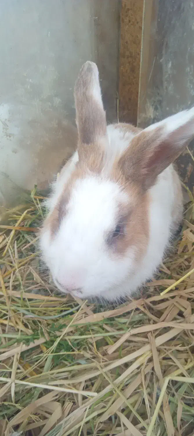 خرگوش نر لوپ|موش و خرگوش|چوبر, |دیوار