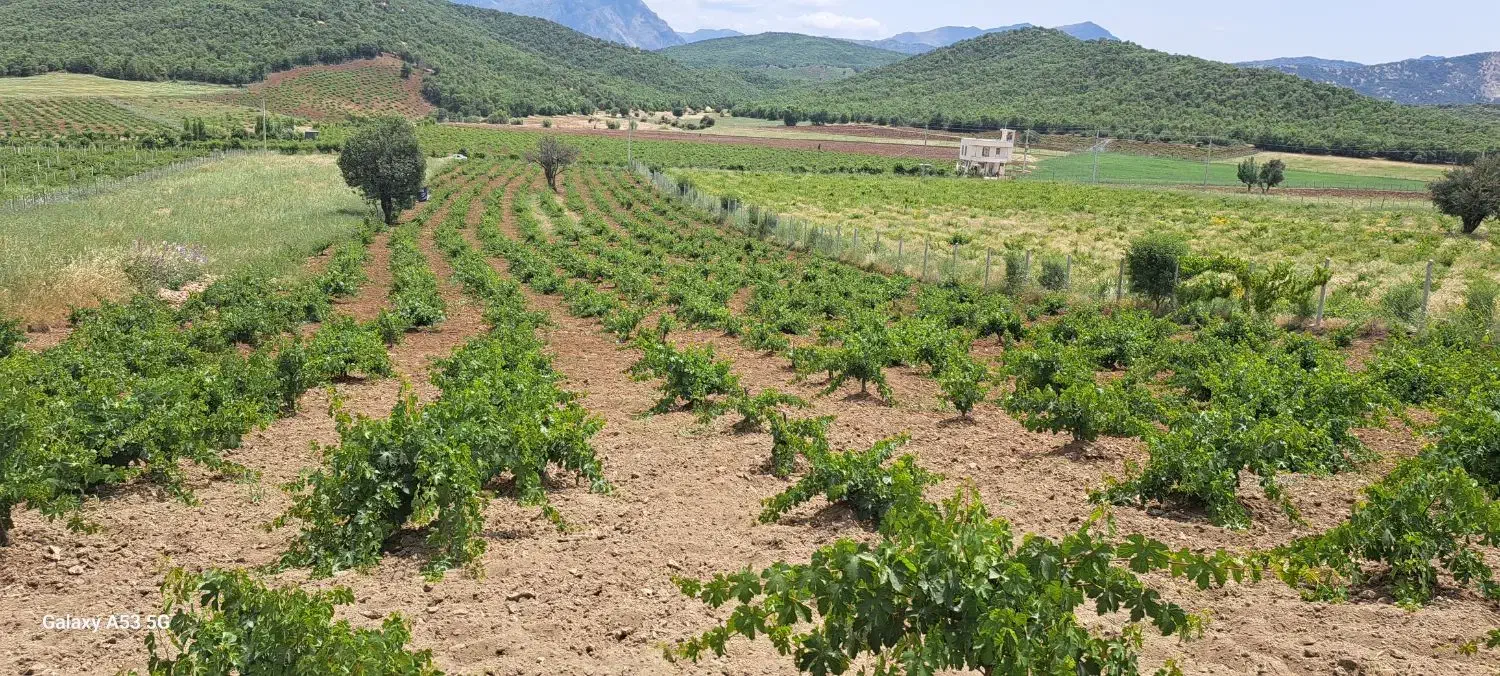 فروش باغ|فروش زمین و ملک کلنگی|مریوان, |دیوار