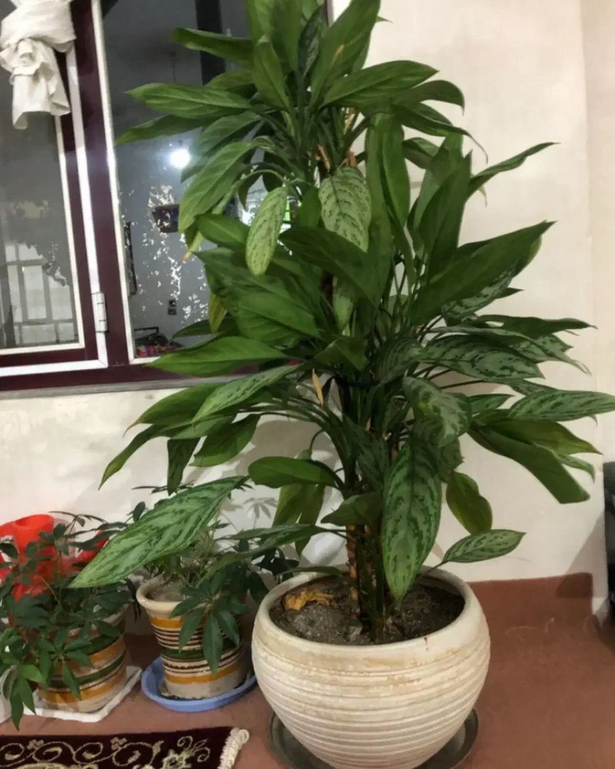 گل آپارتمانی یا نمایشگاهی|گل و گیاه طبیعی|چهاربرج, |دیوار