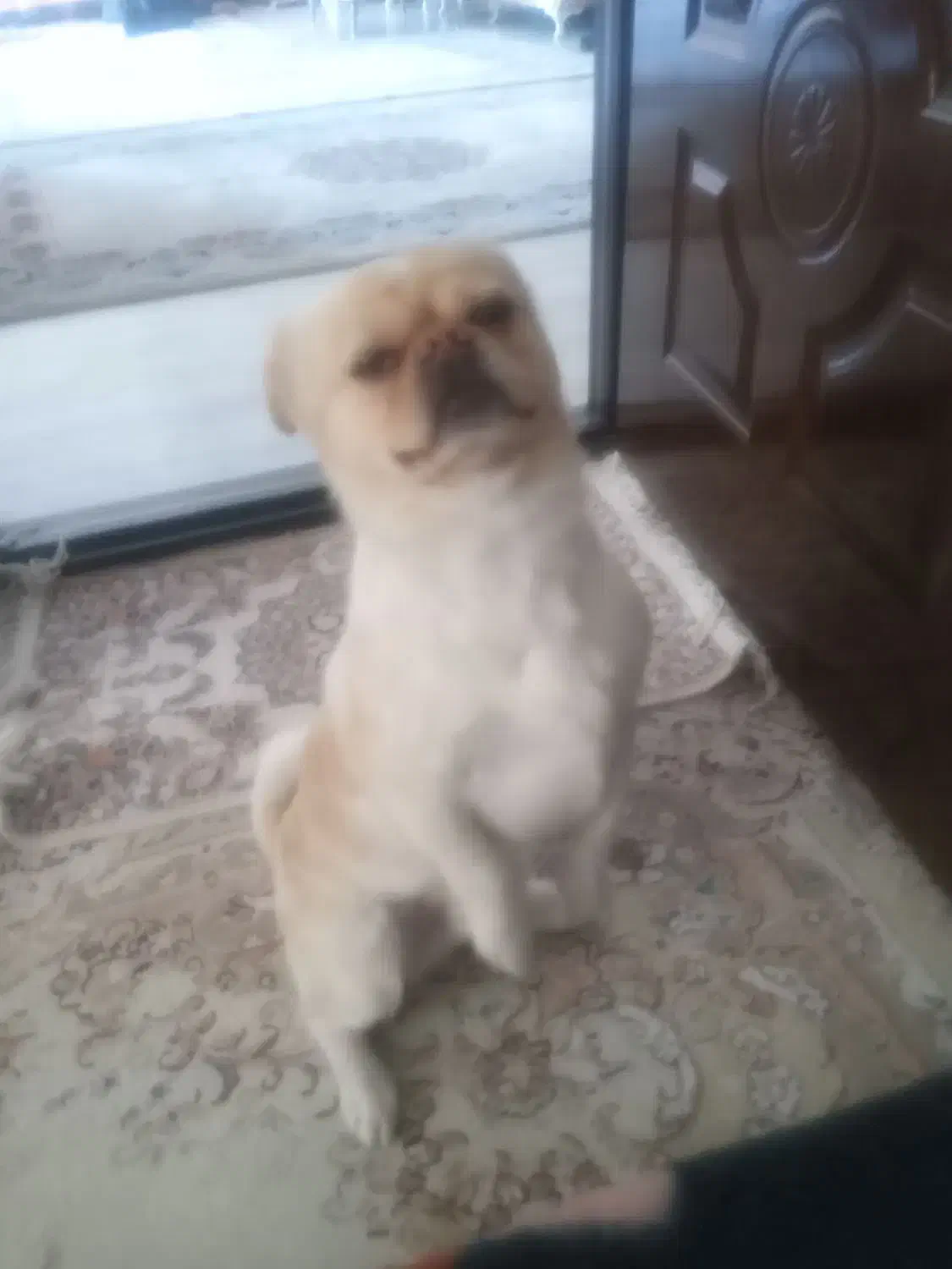 سگ من گمشده|حیوانات|ماکو, |دیوار