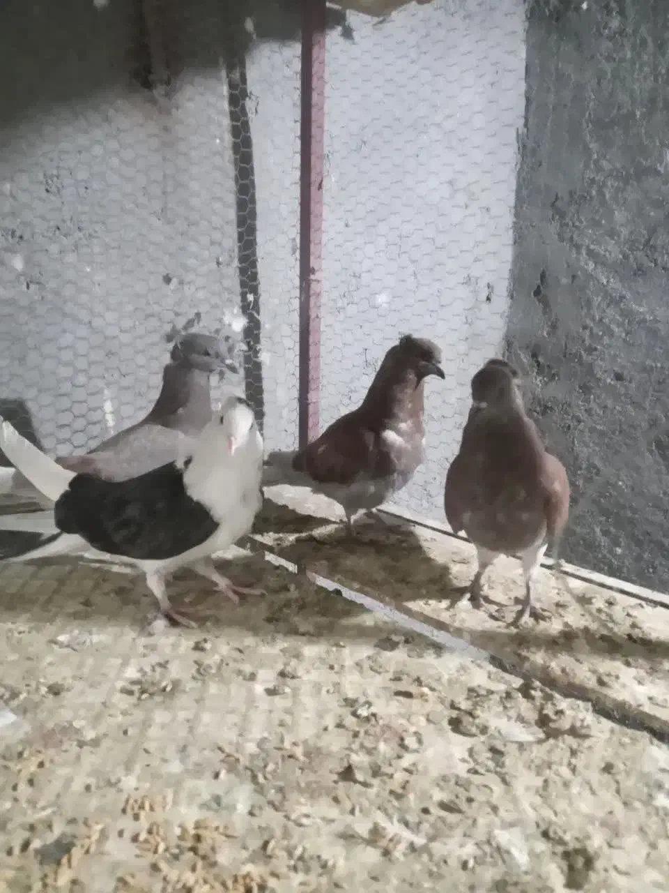 همه پرشی|پرنده|اردکان, |دیوار