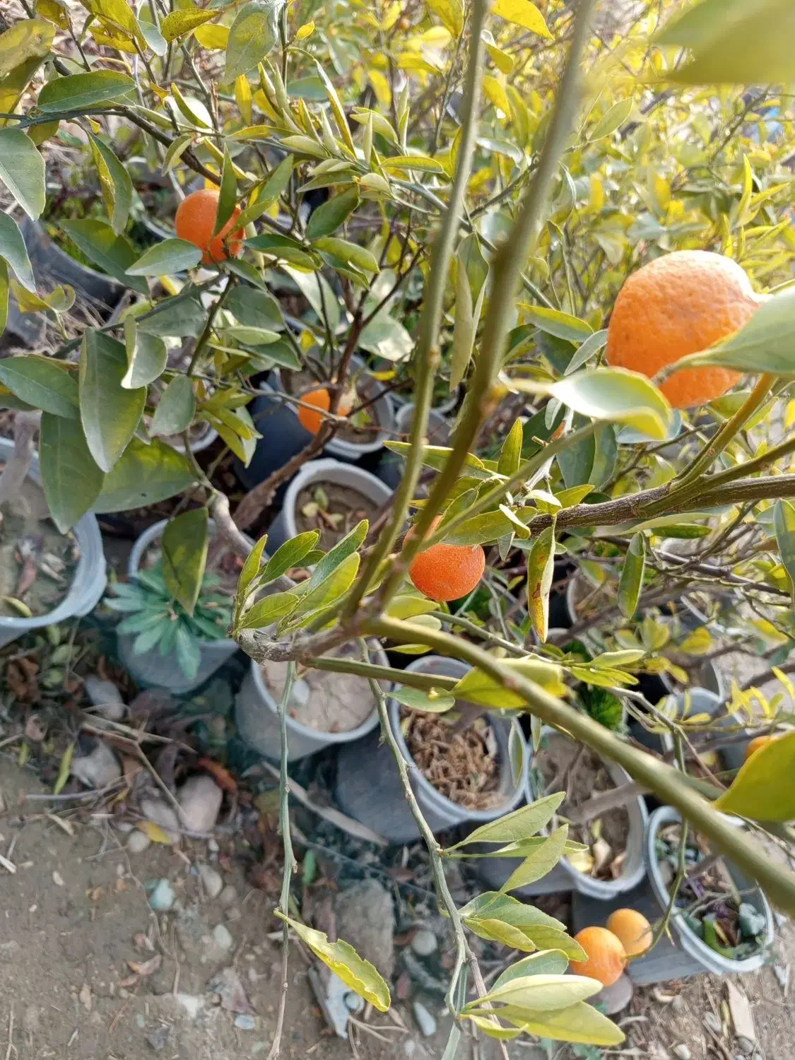 انواع گل و نهال|خدمات باغبانی و درختکاری|ماهدشت, |دیوار