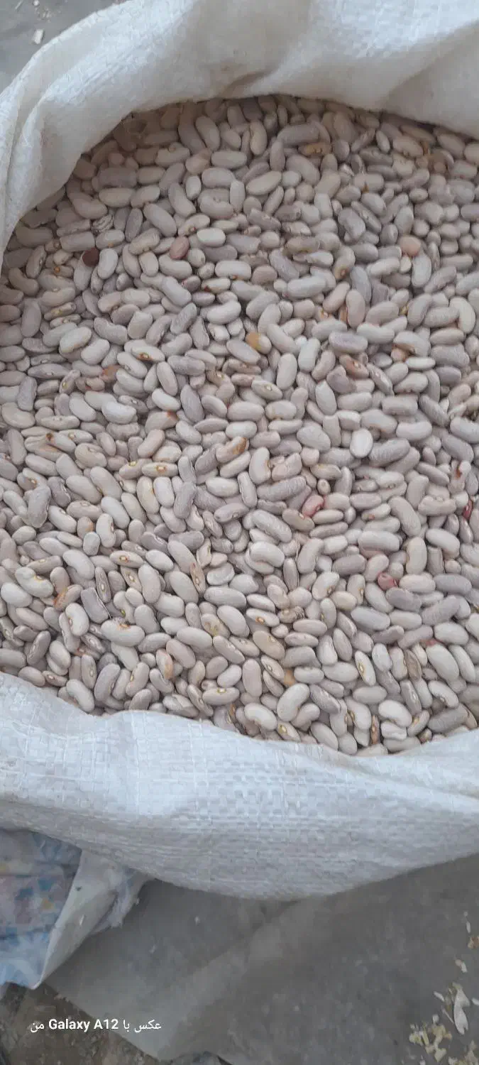 لوبیا|عمده‌فروشی|چناران, |دیوار