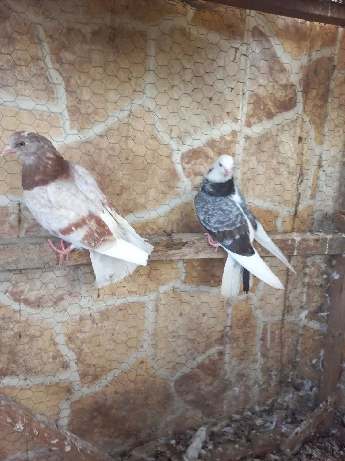 کبوتر پرشی|پرنده|بابل, |دیوار