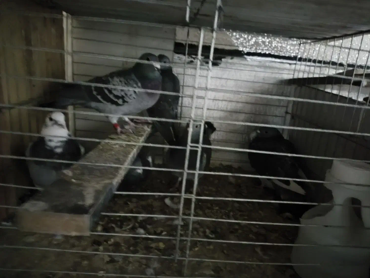 کبوتر المانی|پرنده|پردیس, فاز ۲|دیوار