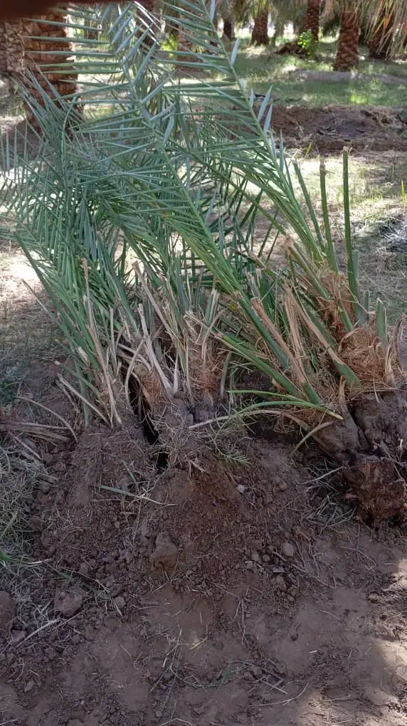 جونگ مضافتی خوب بفروش میرسد|گل و گیاه طبیعی|نرماشیر, |دیوار