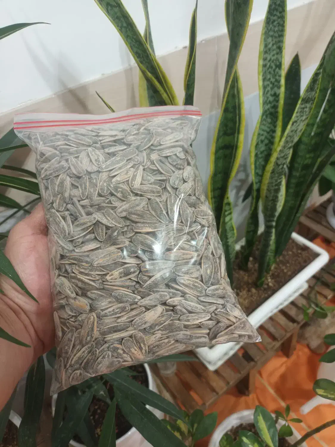 انواع آجیل و تخمه محلی با تفت سنتی|خوردنی و آشامیدنی|قائن, |دیوار