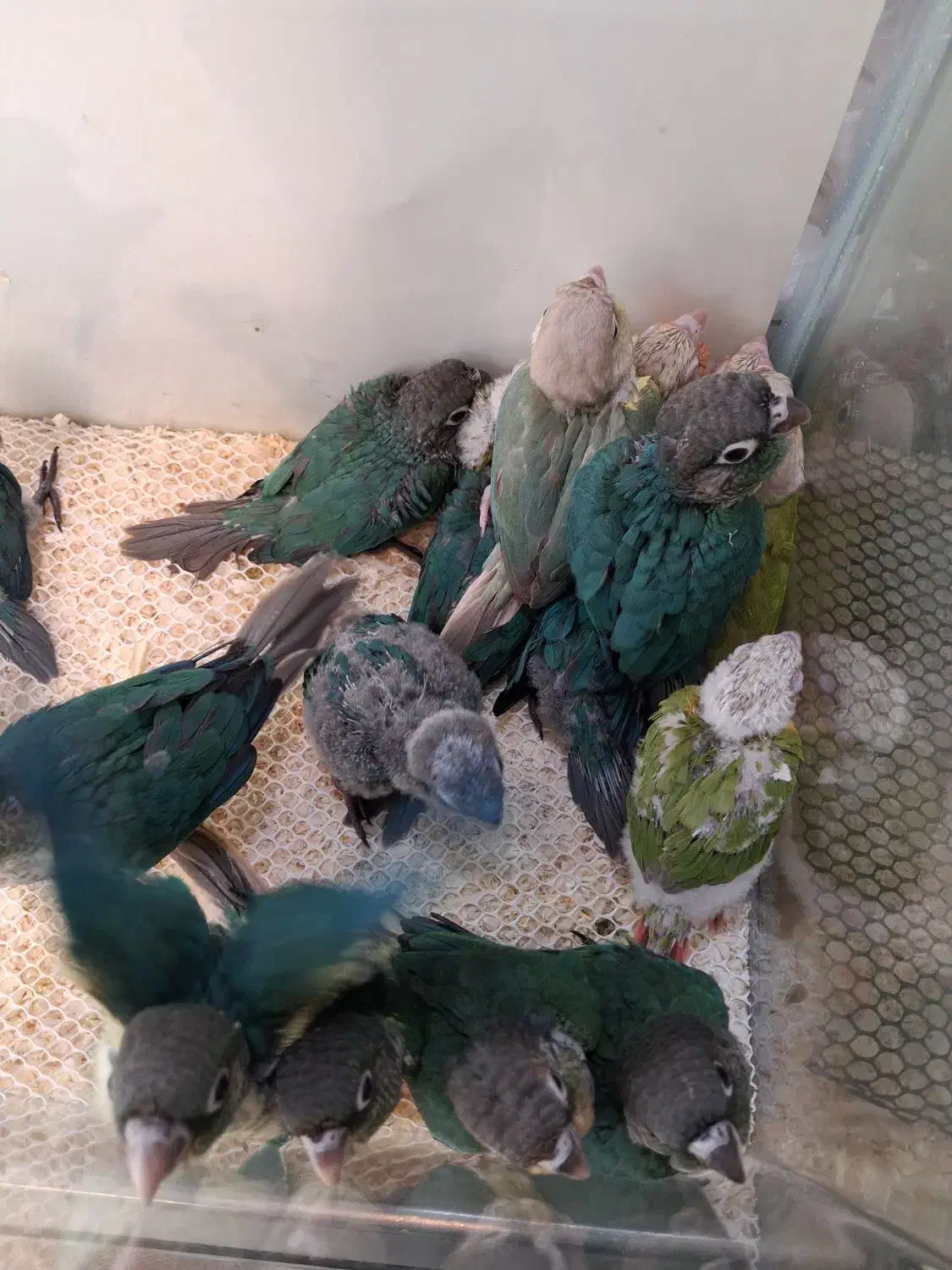 طوطی گیرینچیک|پرنده|تهران, مجیدآباد|دیوار