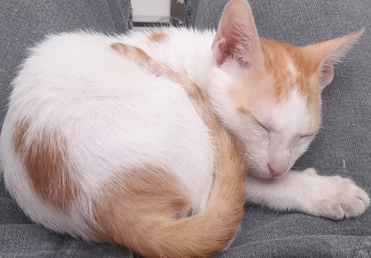 گربه گمشده مژدگانی عالی|حیوانات|بندرعباس, |دیوار