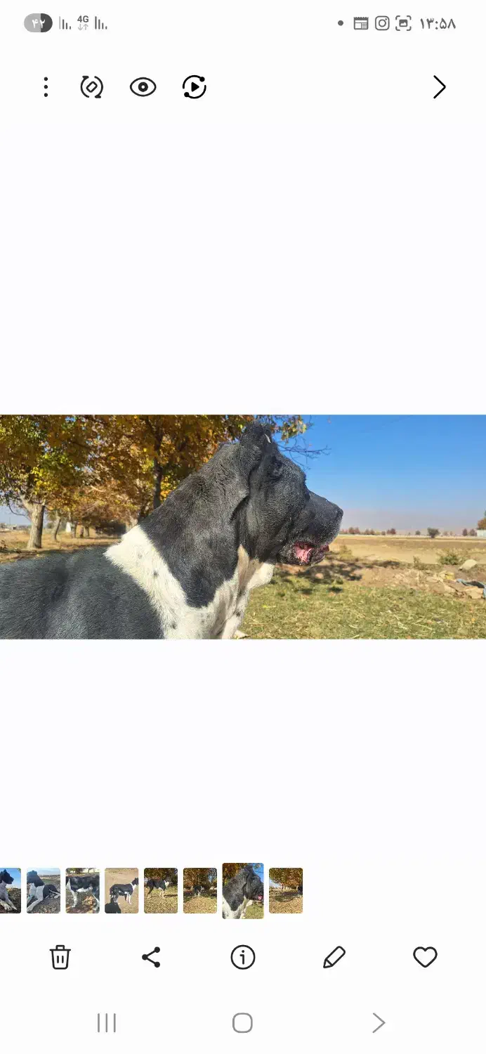 واگذاری ماده سگ 4 ساله|سگ|گیان, |دیوار