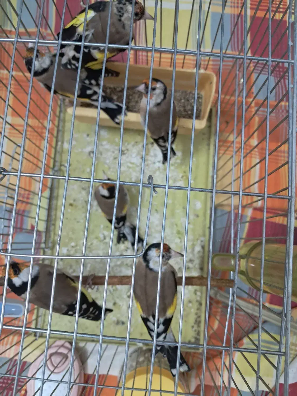 ۶عدد سهره نر جونه|پرنده|بروجرد, |دیوار