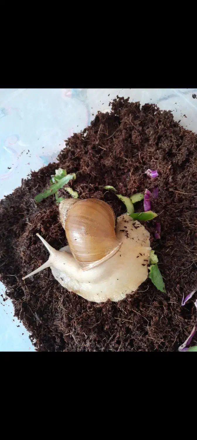 حلزون ۱۷ سانتی|خزنده|تهران, بلورسازی|دیوار