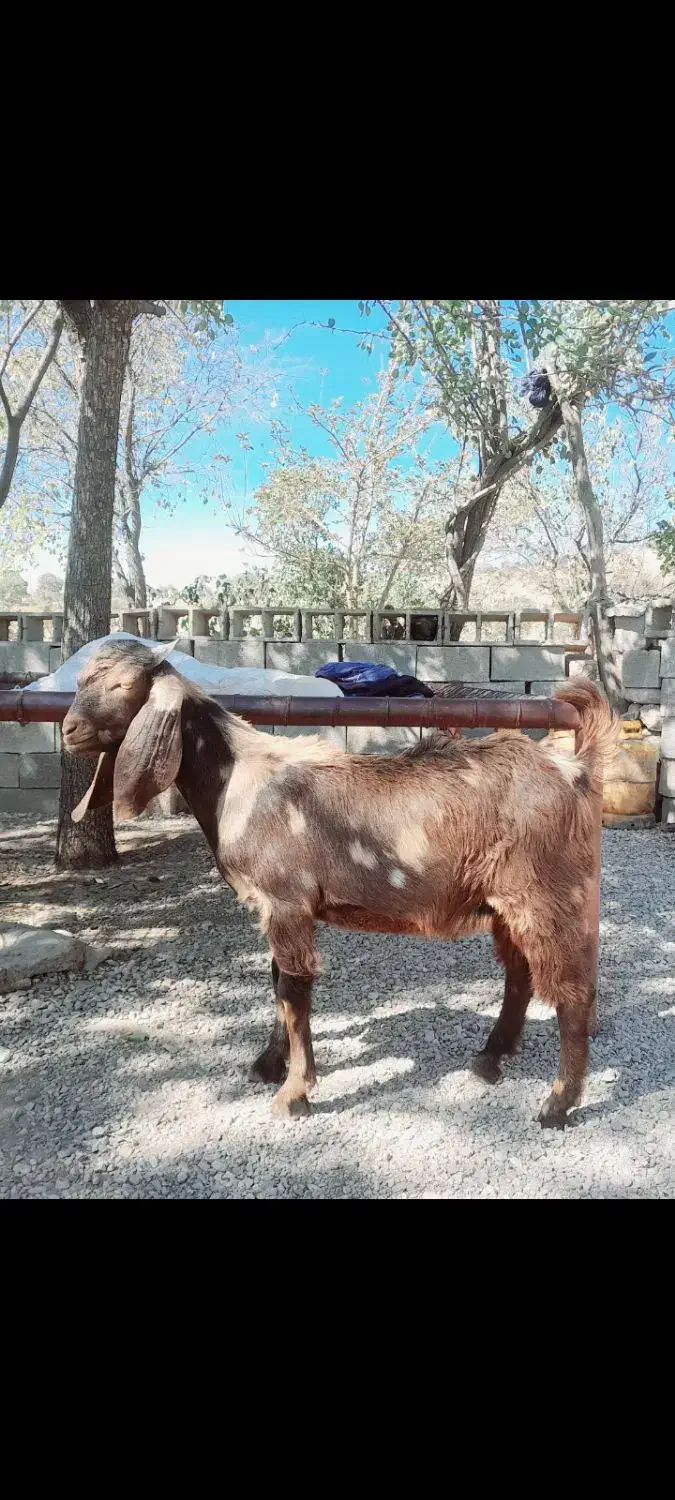 کهره ی نژدی  پازنی|حیوانات مزرعه|دهدشت, |دیوار