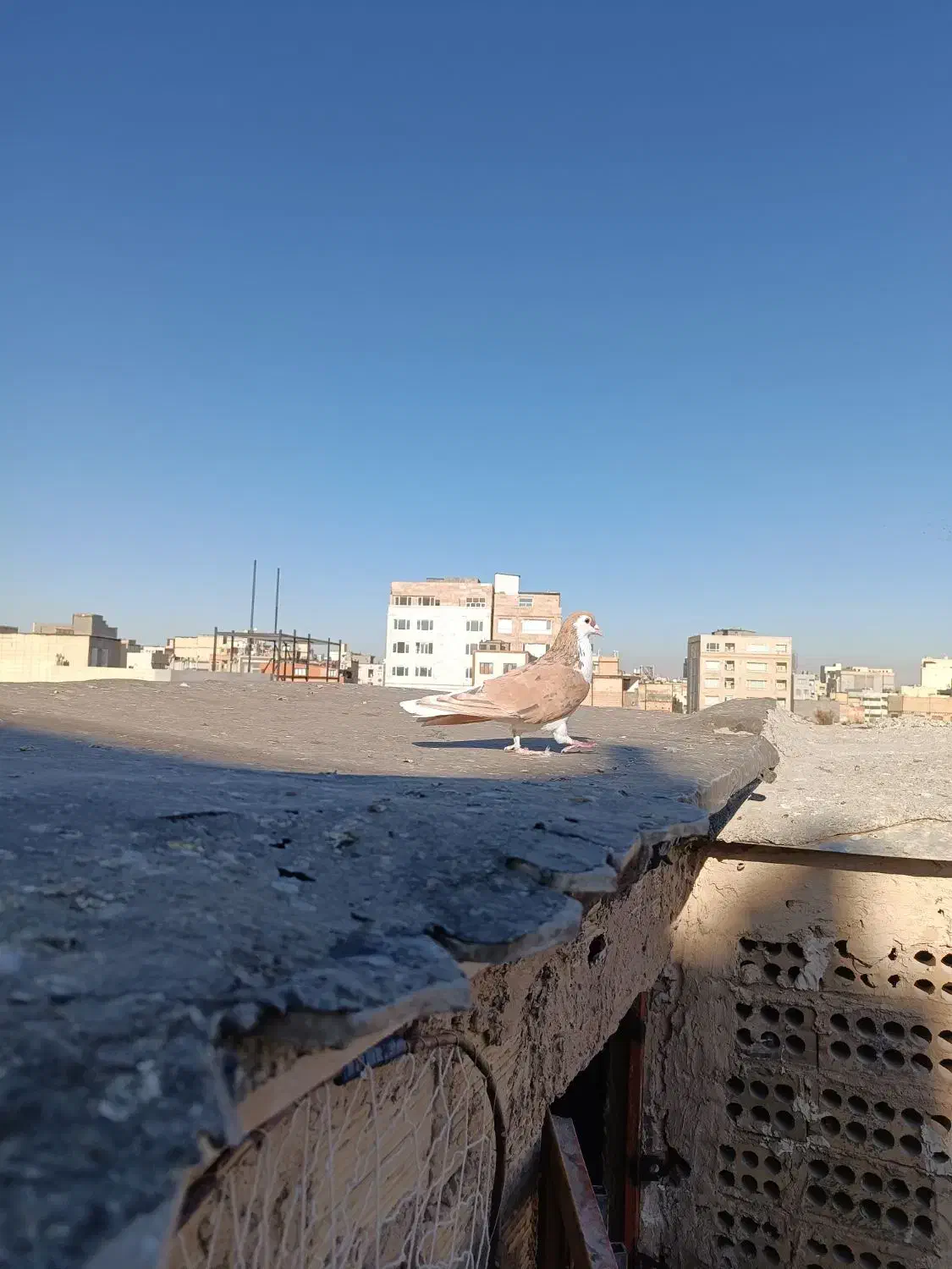 کبوترعتیقه نر|پرنده|مشهد, عامل|دیوار