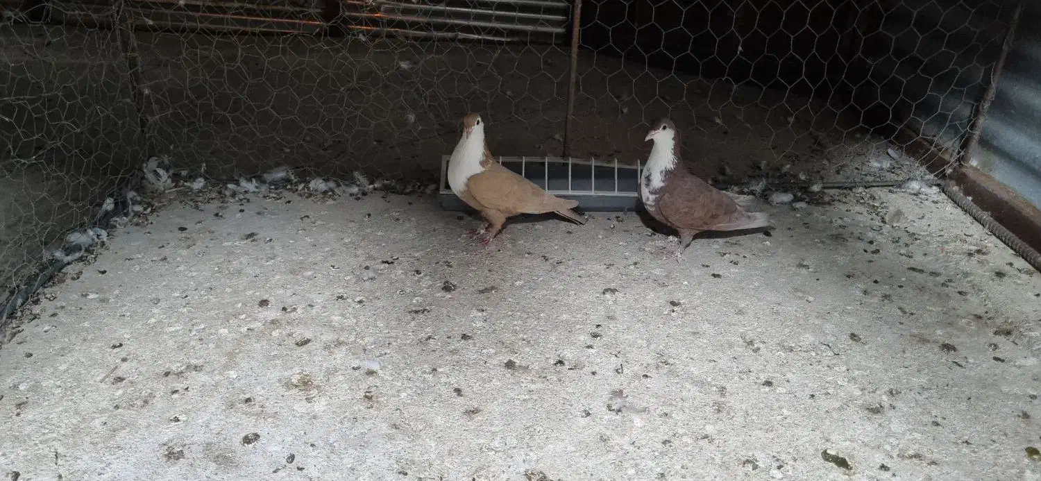 فروش دو عدد ریش ماده خوشگل|پرنده|فهرج, |دیوار