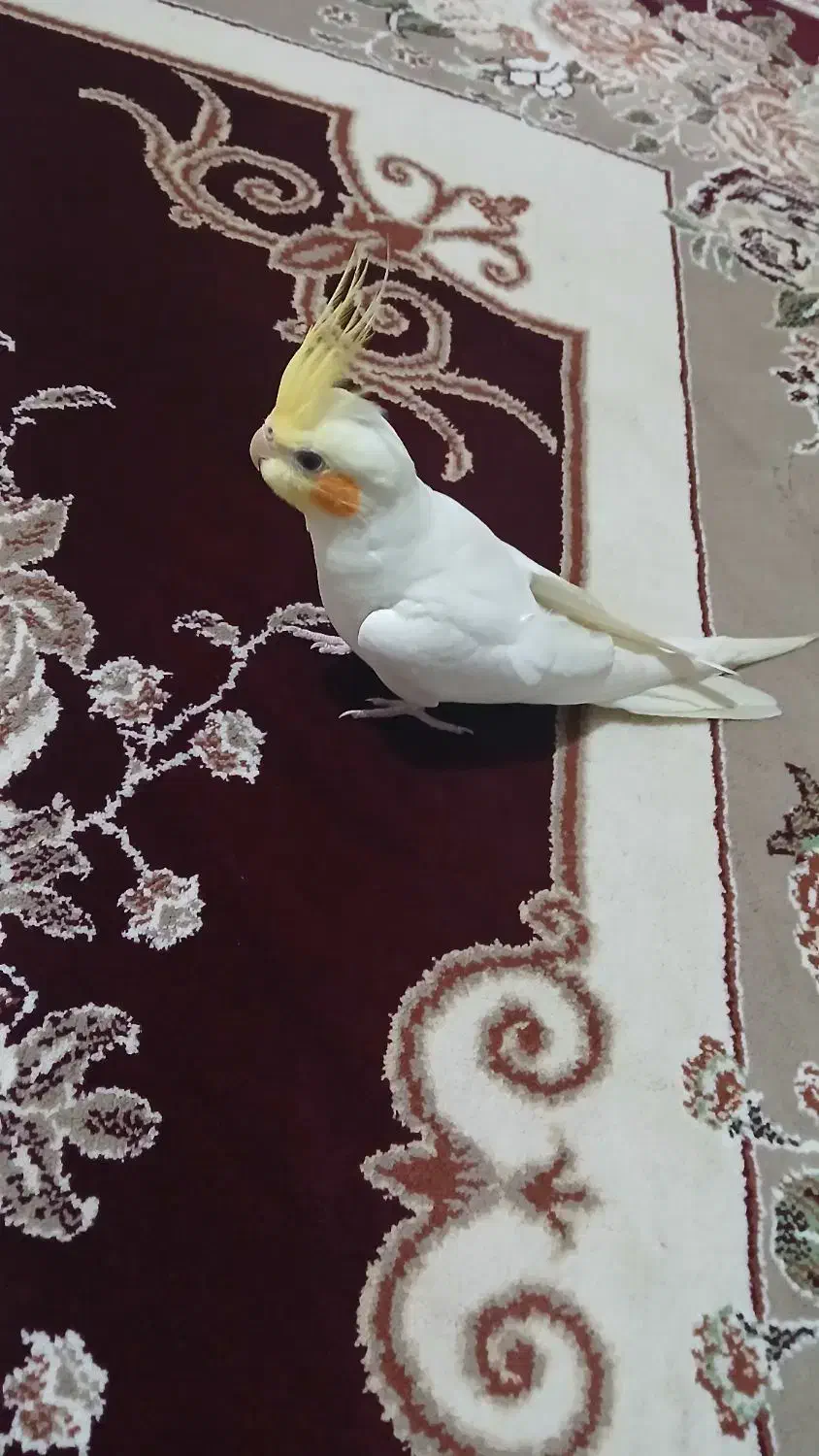 عروس هلندی لوتیتو|پرنده|سنندج, |دیوار