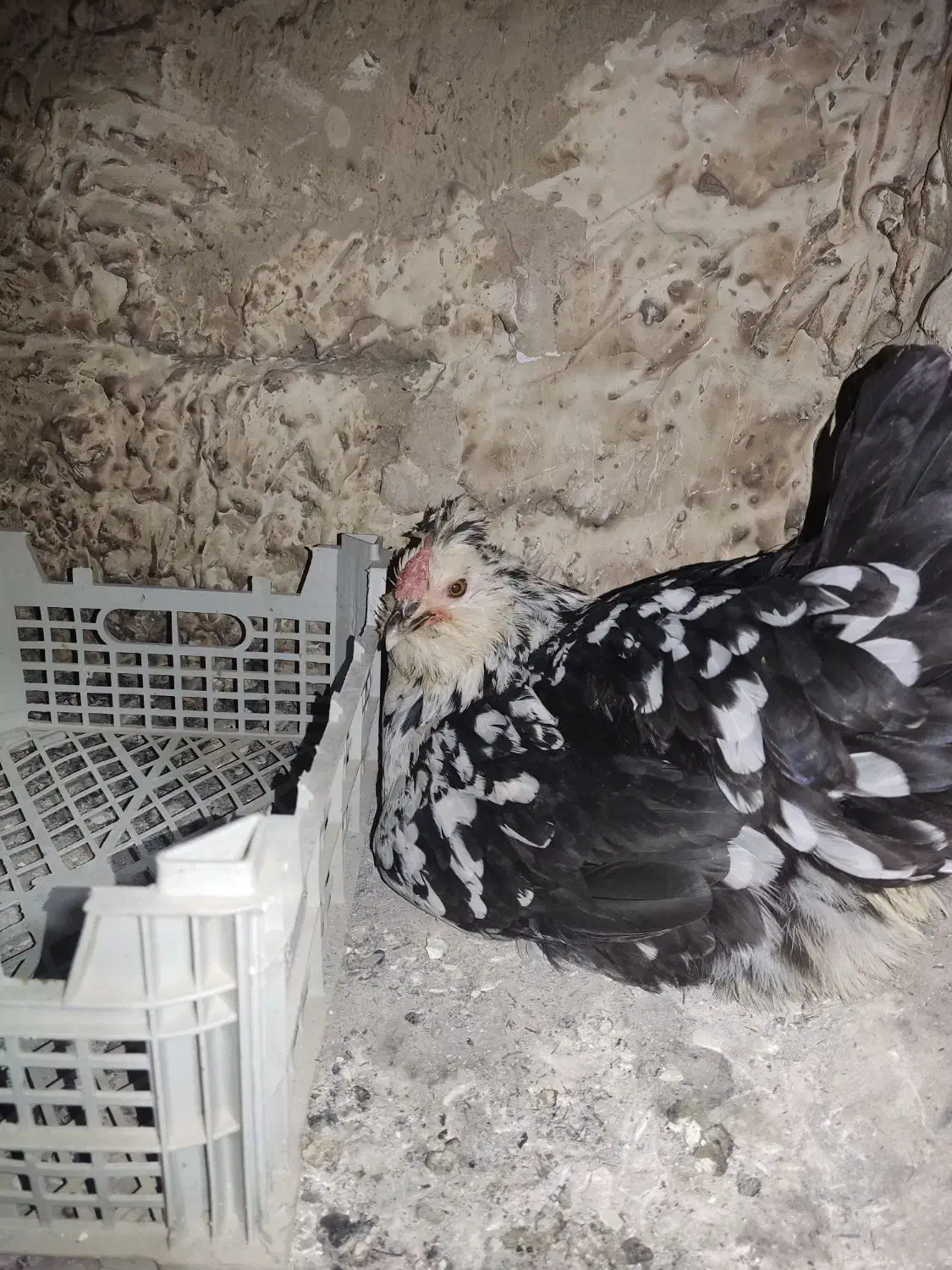 یک عدد خروس گلین و هفت عدد مرغ گلین|حیوانات مزرعه|شهریار, رزکان|دیوار