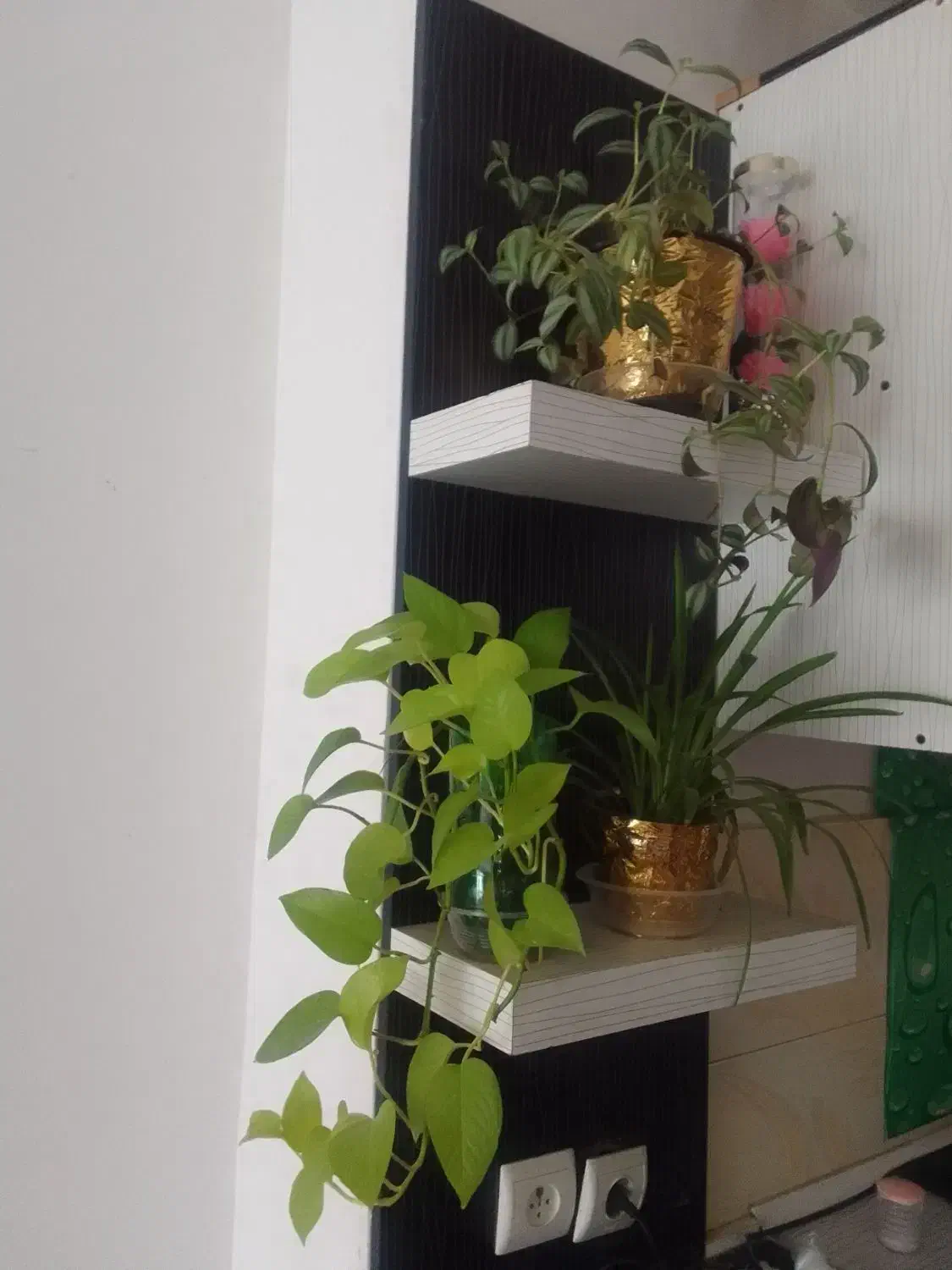 گل فروشی|گل و گیاه طبیعی|گلبهار, شهر جدید گلبهار|دیوار