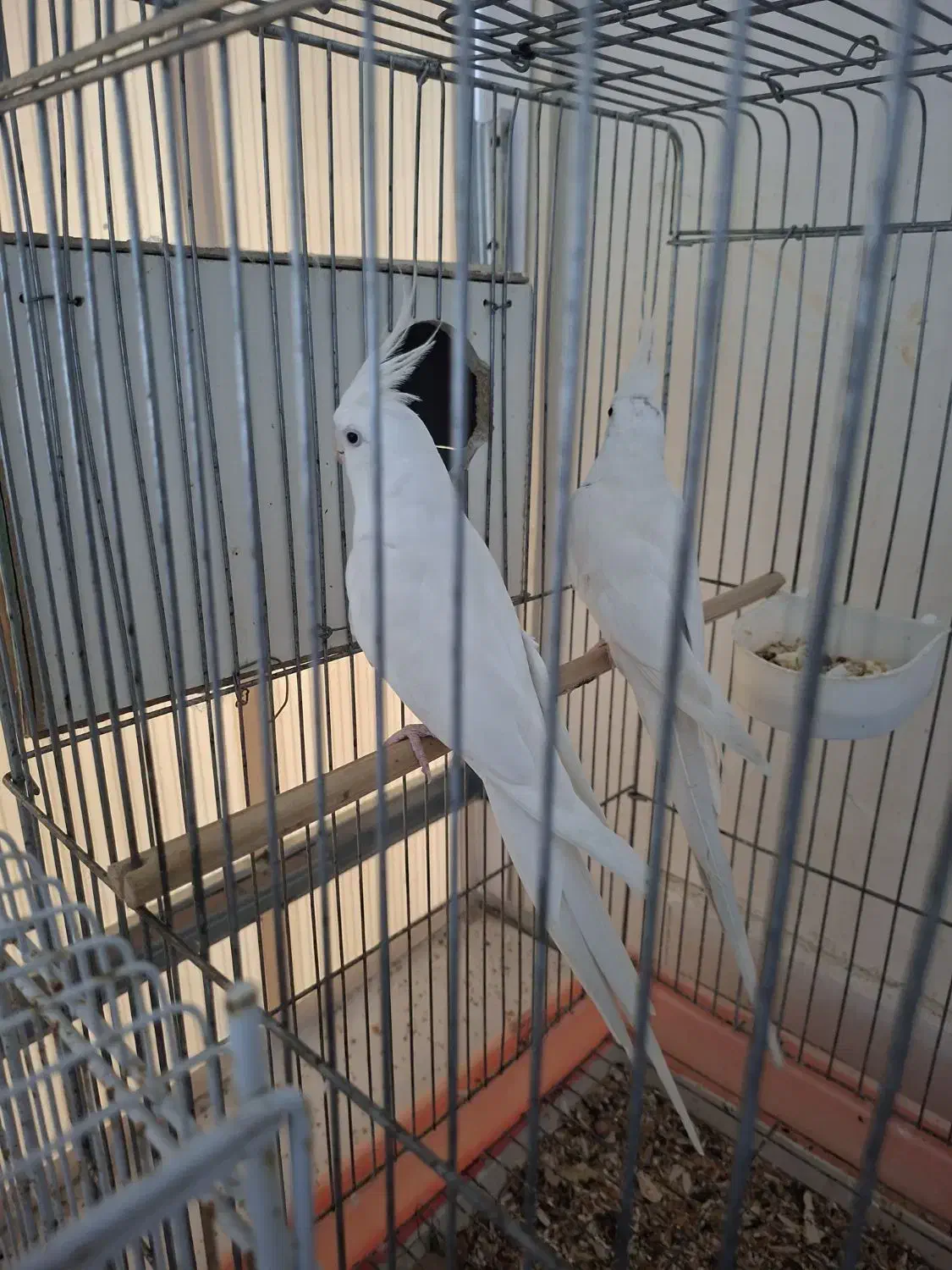 هلندی و برزیلی رنگ|پرنده|بندر گناوه, |دیوار