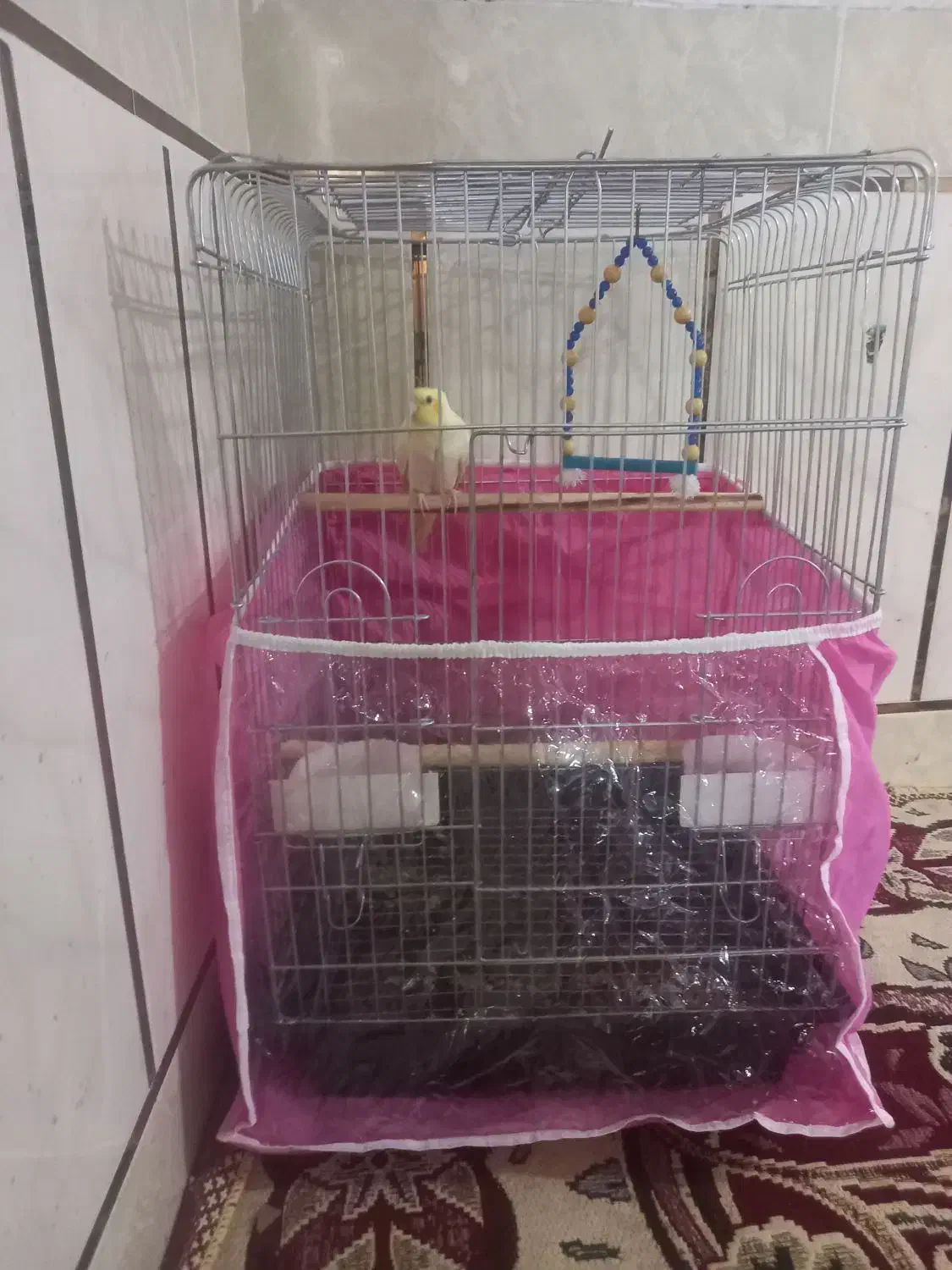 عروس هلندی|پرنده|وحدتیه, |دیوار